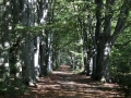 chemin-en-foret