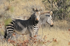 Denys POUPEL Zèbres d'Etosha