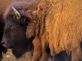 bison