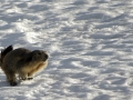 marmotte-dans-la-neige