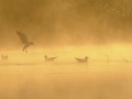 brume-matinale
