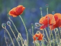 coquelicots