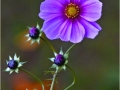 cosmos