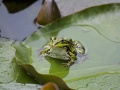 grenouille