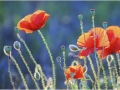 32e-e-cosse-coquelicots-40pts