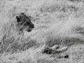 Jeune lion solitaire