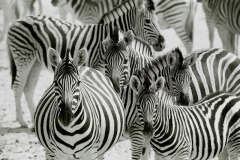 Zébrures en famille