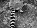 Lemur cata - Denys Poupel