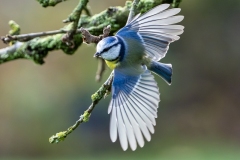 www.regardsetimages.fr-746ieme-gilles-kabelaan-envol-de-la-mesange-bleue-34pts-746ieme-gilles-kabelaan-envol-de-la-mesange-bleue-34pts