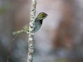 Sporophyle grand-chanteur -  - Denys Poupel