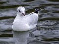 j-ledo-mouette