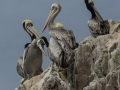 hotz-pelicans-ballestra-48-pts