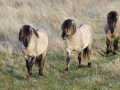 ledo-chevaux-sauvages-29-pts
