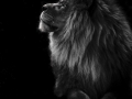 33pts-e-bailleul-profil-de-lion
