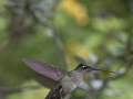 41pts-d-poupel-colibri-en-approche