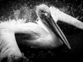 43pts-e-bailleul-baignade-du-pelican