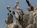 ph-hotz-pelicans-ballestas