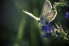 174ième S. Perrette Papillon 36pts