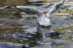 196ième J. Ledo Mouette 35pts