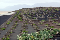 www.regardsetimages.fr-192ieme-a-hebert-vignes-volcaniques-39pts