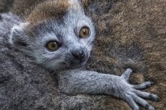 www.regardsetimages.fr-3eme-damien-patard-bebe-lemur-couronne-54pts