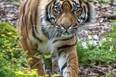 www.regardsetimages.fr-6eme-damien-patard-tigre-de-sumatra-52pts