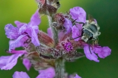 www.regardsetimages.fr-88eme-david-lacaille-abeille-sur-salicaire-30pts