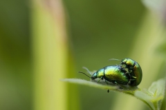 068 DUFRESNE Jean Marc Love beetle