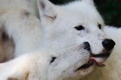 069 MONTAUDOUIN Jean-Luc L'amour "loup"