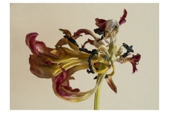 www.regardsetimages.fr-66-claire-daniel-tulipa