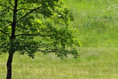 A Hébert Lecture sous mon arbre