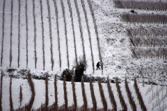 A Hébert Préparation des vignes