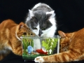 d-patard-poisson-chats