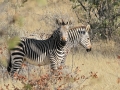 zebres-detosha