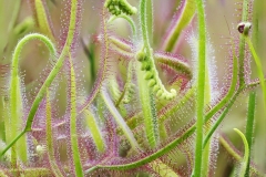 www.regardsetimages.fr-205ieme-cossard-alain-drosera-capensis-57pts