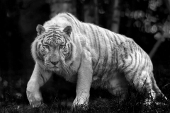 www.regardsetimages.fr-869ieme-patard-damien-tigre-blanc-du-bengale-42pts