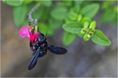 www.regardsetimages.fr-771eme-bruno-sourd-abeille-charpentiere-35pts