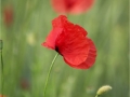 coquelicot-vif