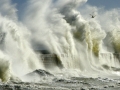 la-vague-et-la-mouette