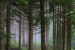 203ième A Hébert Brume en sous-bois 36Pts