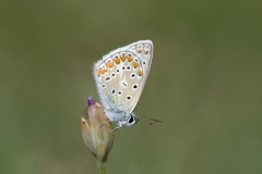 42ième H Edouard Argus bleu 43Pts