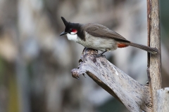 65ième D Poupel Bulbul Orphée 41Pts