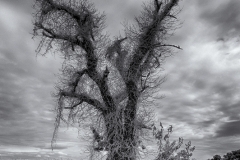 264ième Ph Bernet Arbre aux pendus 37Pts