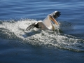 815ieme-d-poupel-pelican-a-lamerissage-27pts