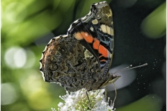 155ième J Ledo Papillon coloré 45Pts