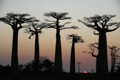 36ième D Poupel Les géants de Morondava 50Pts