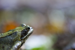 592ième E Berthoule Rêve de grenouille 35Pts