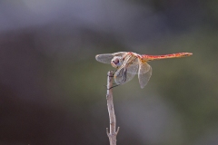 www.regardsetimages.fr-698eme-denys-poupel-sympetrum-flaveolum-34pts