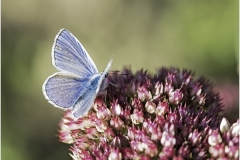 www.regardsetimages.fr-868eme-jean-ledo-azure-28pts