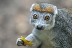 www.regardsetimages.fr-242ieme-damien-patard-lemur-couronne-44pts
